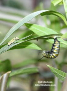 Future Monarch Butterflies